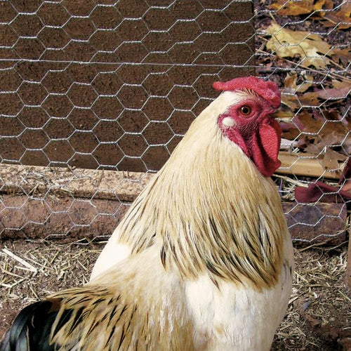 Deacero Poultry Netting Galvanized (1 x 48 x 150')