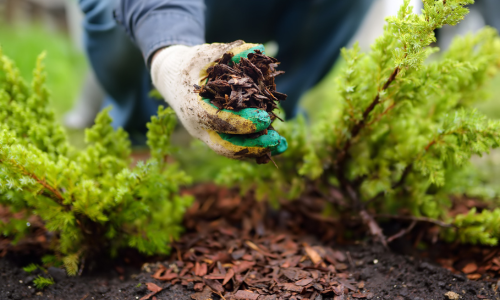 A gardener holding a handful of brown mulch.