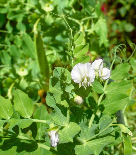 Evolved Harvest Mean Bean Pro Food Plot Seed